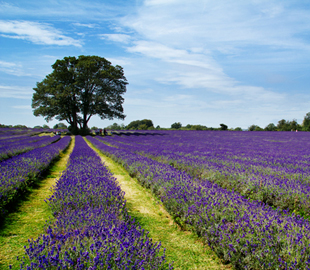 Lavender-Festival-Prince-Edward-County